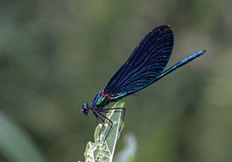 Beautiful demoiselle, blue-winged dragonfly, Calopteryx virgo, magnificent dragonfly, damselflies,