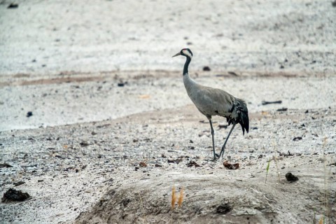 Brandenburg, Crane, Germany, Grus Grus, Crane, Nabu, Nabu Project, National Natural Heritage,