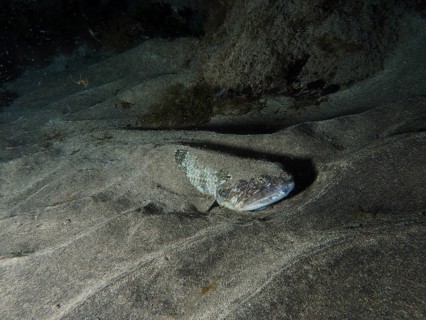 A camouflaged Atlantic lizardfish (Synodus saurus) rests in the sand at night, dive site: El Cabron