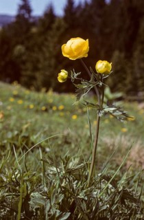 Budabin seed, buttercup, butter ball, butterrose, globe flower, goldhead, buttercup family, ball