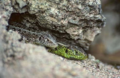 Lacerta agilis, sand lizard, sand lizard, critters, lizards, lizards, female, FFH, reptiles,
