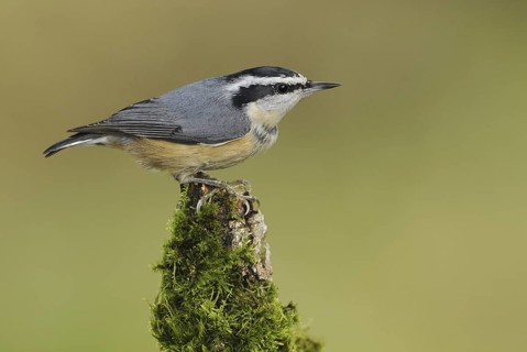 Red-breasted Nuthatch (Sitta canadensis), British Columbia, Canada