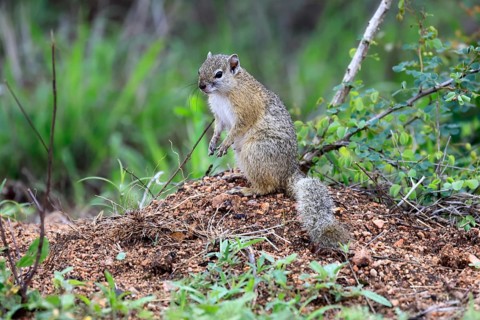 Smith's bush squirrel (Paraxerus cepapi), yellow-footed bush squirrel, adult, sitting, on the