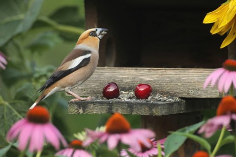 Hawfinch (Coccothraustes coccothraustes) at the bird feeder in the summer garden, amongst flowering