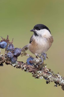 Marsh tit, (Parus palustris), sitting on a branch in a blackthorn bush, (Prunus spinosa), sloes,