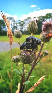 Two insects, mourning rose beetles (Oxythyrea funesta), mating on a flower bud in their natural