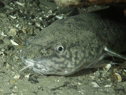 Close-up of a fish – a burbot (Lota lota) – on a sandy seabed, showing detailed facial features.