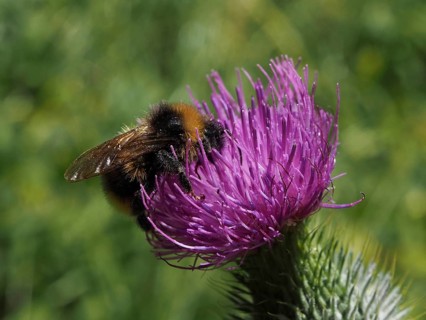 Close-up of a field bumblebee (Bombus pascuorum) on a purple flower, with nature in the green