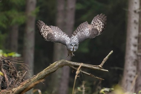 One great grey owl (Strix nebulosa) flying through a spruce forest