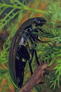 Great Silver Water Beetle, Large Flabwater Beetle, Hydrophilus Piceus, Hydrous Piceus, Aquatic,