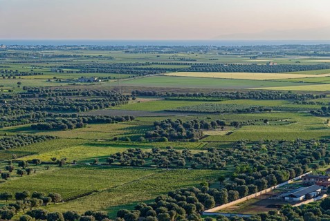 Rural plain with olive trees in northern Salento between a mountain range near San Giorgio Ionico