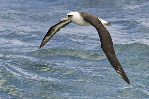 Laysan Albatross (Phoebastria immutabilis), Hawaii, USA