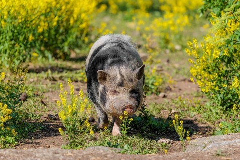 A Kunekune pig (sus scrofa domesticus), a domestic breed from New Zealand walks walks through a