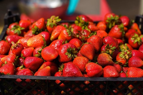 Close-up of a box of ripe juicy strawberries in the garden in the sunlight. Strawberry harvest on a