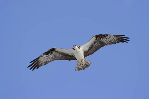 Western osprey (Pandion haliaetus) in flight, Everglades National Park, Florida, USA