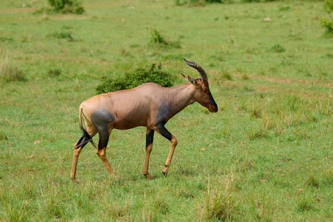 An antelope stands alone in a green pasture in the savannah: a topi (Damaliscus lunatus jimela),