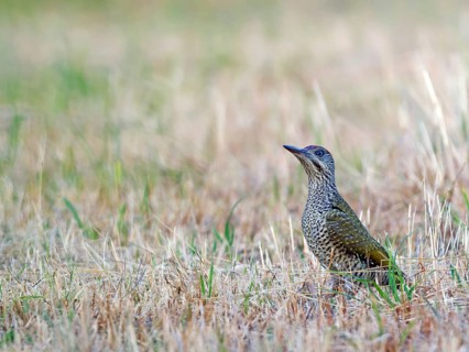 Green Woodpecker (Picus viridis), young bird on a mown meadow, Solms, Hesse, Germany