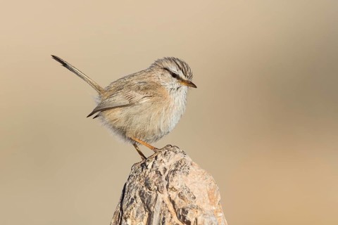 Streaked Scrub Warbler (Scotocerca inquieta), Eilat, Israel