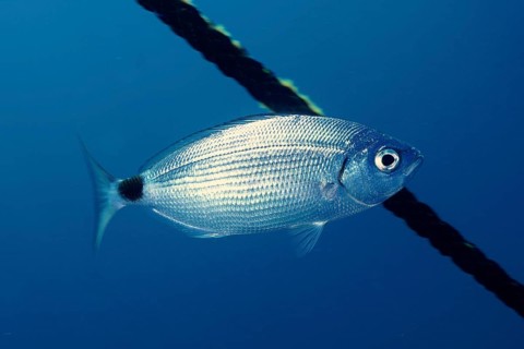 A silver fish, the black-striped seabream (Oblada melanura), swims alongside a rope in the blue