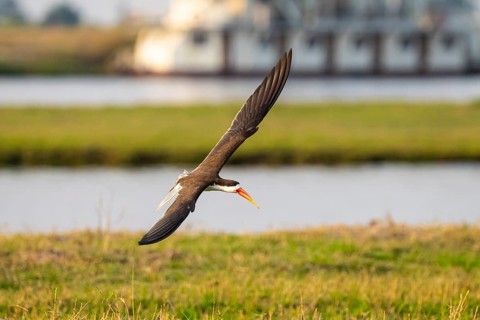 African Skimmer (Rynchops flavirostris), African Skimmer in flight, Ihaha, Chobe National Park,