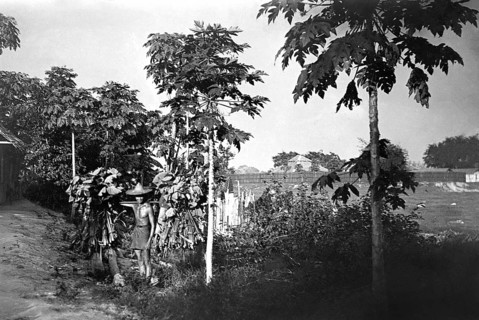 Pawpaw tree with farm workers, Indonesia, historic, around 1910
