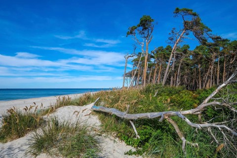 Born am Darß, Fischland-Darß-Zingst, Mecklenburg-Vorpommern, Germany, Pine forest in the dunes on