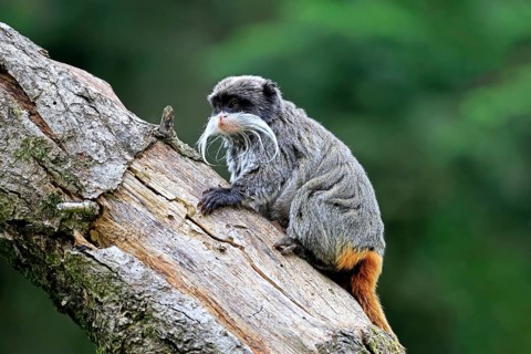 Emperor bearded tamarin (Saguinus imperator subgrisescens), adult, on tree, alert, South America