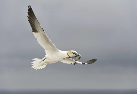 Northern Gannet (Morus bassanus) flying, Quebec, Canada