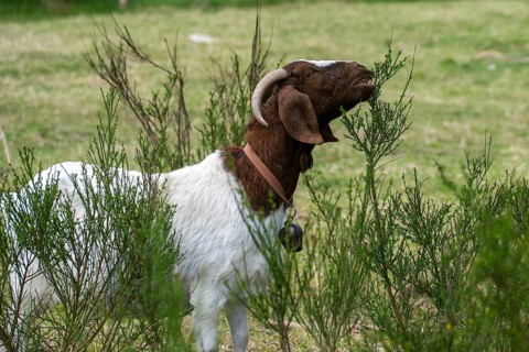 Artiodactyla, Boer goat, Capra aegagrus hircus sspec.1, even-toed ungulate, cloven-hoofed,