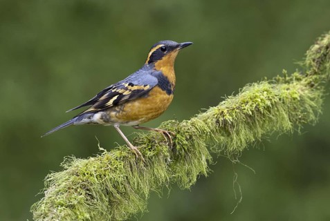 Varied Thrush (Ixoreus naevius), British Columbia, Canada