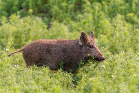 A wild boar (Sus scrofa) runs across a field of wild chamomile (Matricaria chamomilla). Bavaria,