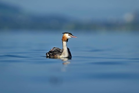 Great Crested Grebe (Podiceps Scalloped ribbonfish), with chicks in plumage swimming in the water,