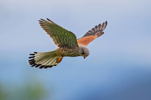 Common Kestrel (Falco tinnunculus) male flying, Baden-Wuerttemberg, Germany