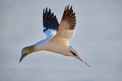 Northern gannet (Morus bassanus) flying over the sea at sunset, wildlife, Helgoland, Germany