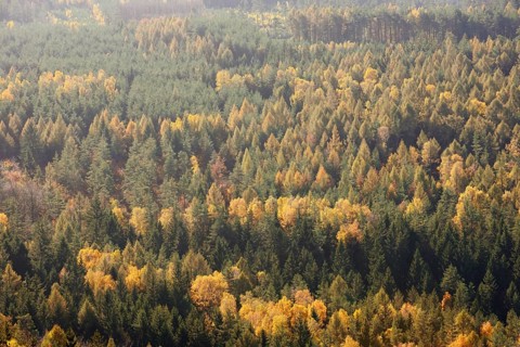 Mixed forest in autumn, view from Großer Zschirnstein, Saxon Switzerland, Elbe Sandstone Mountains,