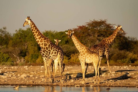 Angolan giraffes (Giraffa camelopardalis angolensis) in the evening light at a waterhole, Etosha