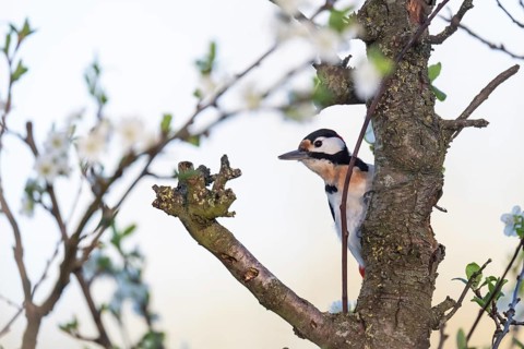 Great spotted woodpecker (Dendrocopos major) in a blossoming cherry tree, evening light,