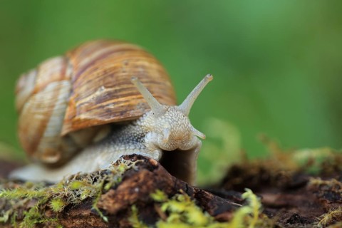 Snail, with the focus on the front part, crawling across a mossy tree surface, Roman snail (Helix