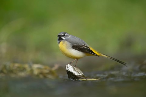 Grey wagtail (Motacilla cinerea) adult male bird calling on a stone in a river, England, United