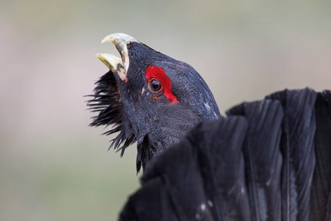 Western Capercaillie (Tetrao urogallus) male calling, Nizhegorodskaya, Russia