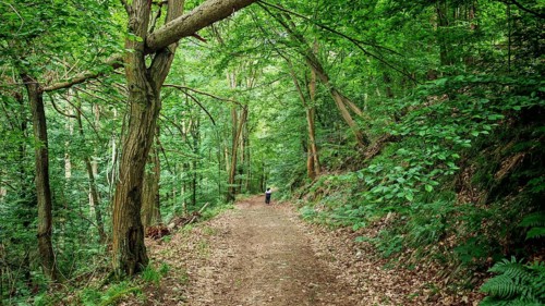Forest trail with thick green leaves and a walker on the trail surrounded by nature, hiking in
