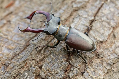 Stag beetle, (Lucanus cervus), insects, animals Neuhofen, garden, Rhineland-Palatinate, Germany