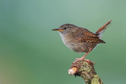 Northern Wren - Zaunkönig - Troglodytes troglodytes ssp. troglodytes, Germany, 1st cy
