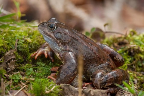Common frog, common frog, rana temporaria, amphibians, amphibians, frog, frogs, amphibians