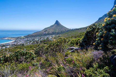 Protea and fynbos plants on the mountainside, Camps Bay and Lions Head, mountainous landscape with