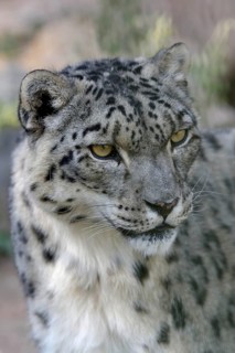 Snow leopard (Panthera uncia), animal portrait, captive, reception station of the German Nature