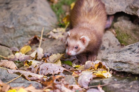 A male ferret (Mustela putorius furo) runs across rocky terrain