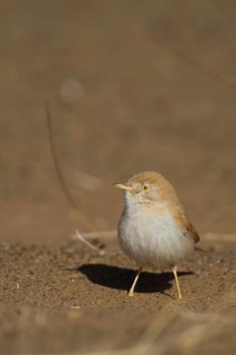 African Desert Warbler - Saharagrasmücke - Sylvia deserti, Morocco