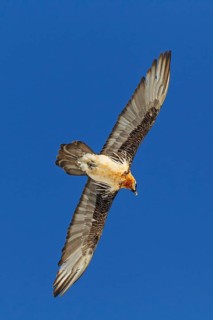 Bearded Vulture (Gypaetus barbatus) flying, Valais, Switzerland