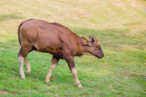 A female Gaur (Bos gaurus gaurus) stands on a green meadow